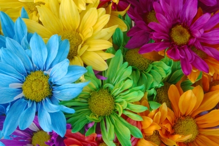 A-Flower-of-Every-Color.jpg