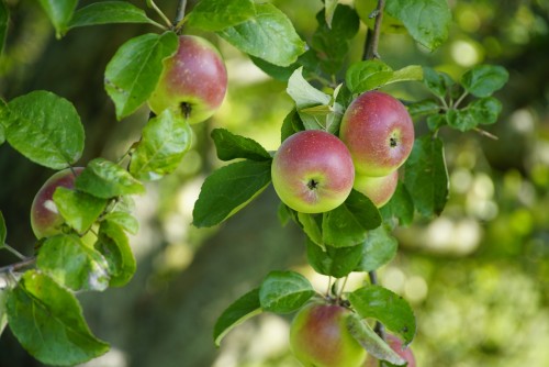 apples-8306677.jpg