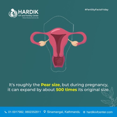 uterus-expand-in-pregnancy-time.jpg