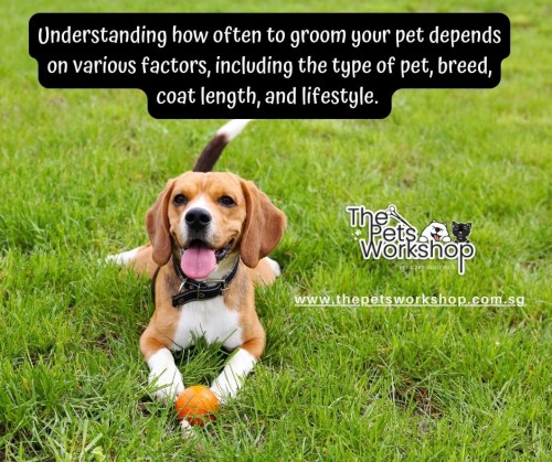 Pet-Grooming-services-in-Singapore.jpg