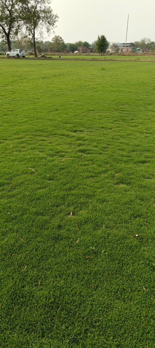 Nilgiri-Grass.jpg