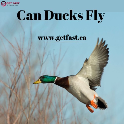 Can-Ducks-Fly-3.jpg