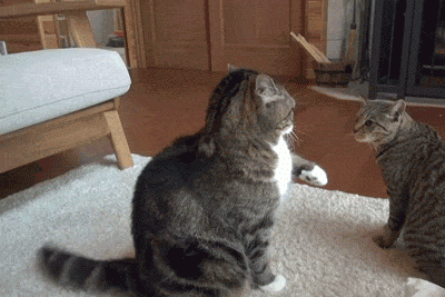 gif-of-two-cats-about-to-fight-and-the-smaller-one-named-david-attacks-the-bigger-one-named-goliath.gif