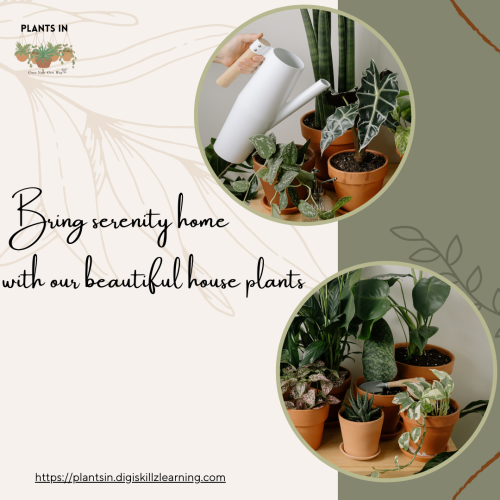 httpsplantsin.digiskillzlearning.com-3.png