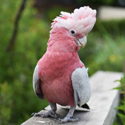 Rose-breasted-cockatoo.png