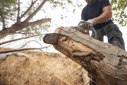 closeup-lumberjack-with-chainsaw-forest-1.jpg