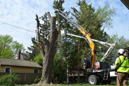 Tree-Services-Sydney.png