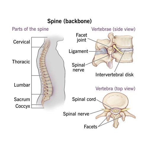 Spine-issues.jpg