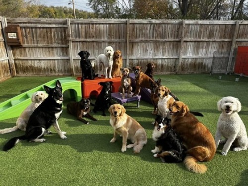 Dog-daycare-near-me-Spring-Hill.jpg