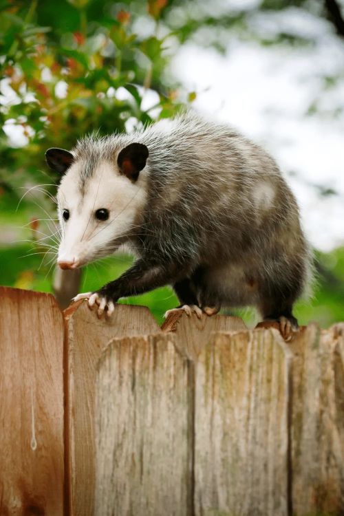 opossum.png