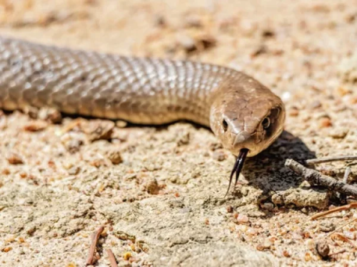 snake-catching.png