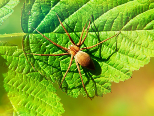 spider-removal-service.png