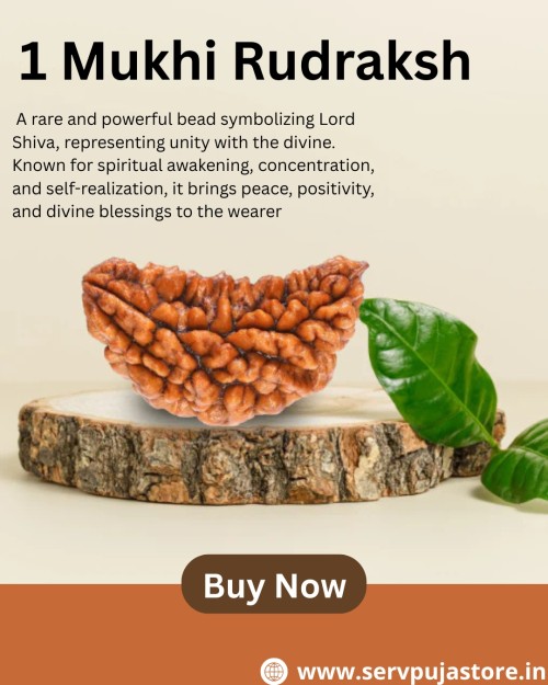 1-Mukhi-Rudraksh.jpg