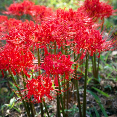 9-12-24-Main-page-Spider-lilies-are-in-full-flower-now.jpg