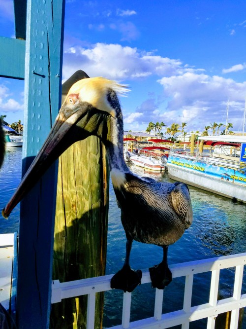 Pelican-Pose-in-Marco-Island.jpg