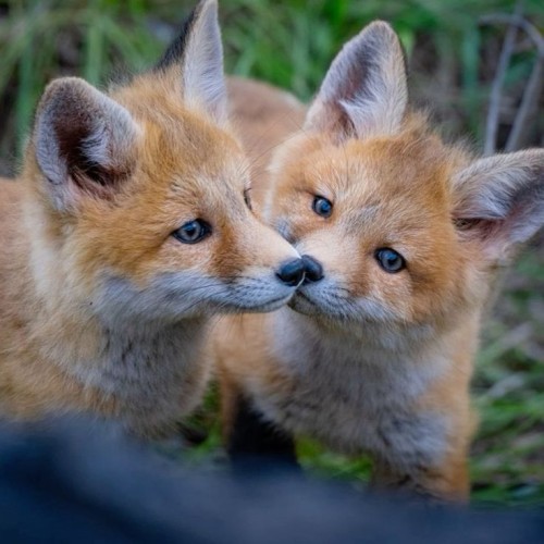 ---hashtags--foxes-fox-babyfox.jpg