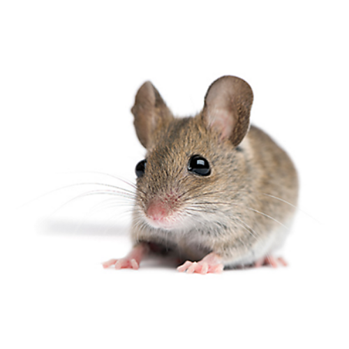 Rodent-Exterminator-Near-Me---Act-Now-Live-Rodent-Free.png