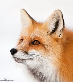 _Fox_.jpg