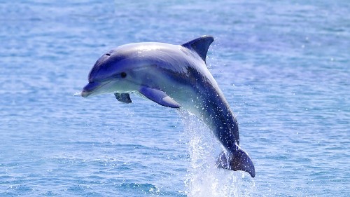 bottlenose-dolphin-iStock.jpg
