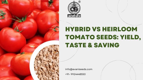 Tomato-Seeds-1111.jpg