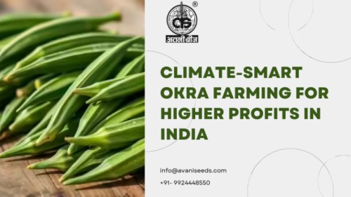 Okra-768x432111.jpg