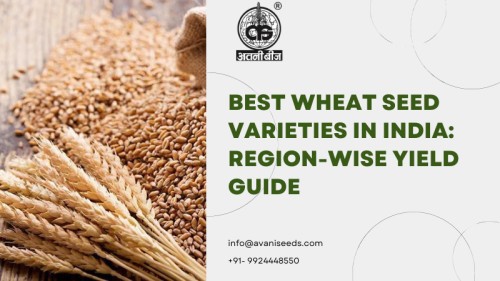 Wheat-Seed-Varieties-in-India111.jpg