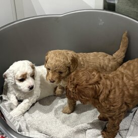 3-gorgeous-cavapoo-puppies-3388__w274_h274.jpg