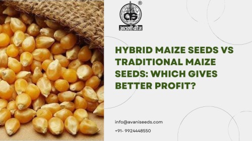 Hybrid-Maize-Seeds111.jpg
