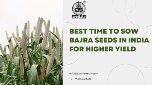 Bajra-Seeds111.jpg