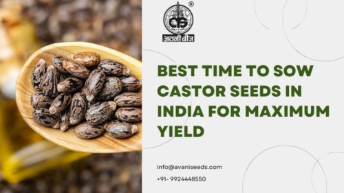 Castor-Seeds-768x432111.jpg